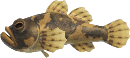 Animal Crossing Freshwater Goby Image