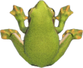 Animal Crossing Frog Image
