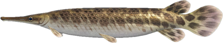 Animal Crossing Gar Image