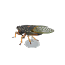Giant Cicada Model