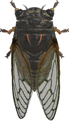 Animal Crossing Giant Cicada Image