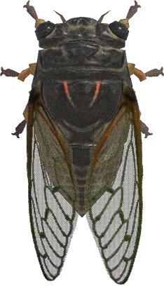 Giant Cicada