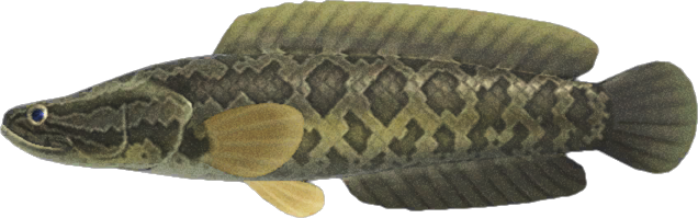 Animal Crossing Giant Snakehead Image