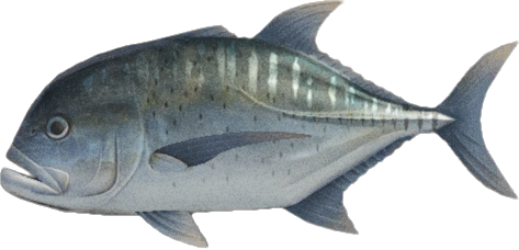 Animal Crossing Giant Trevally Image