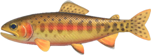 Golden Trout