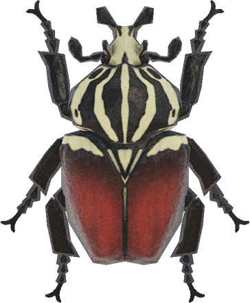 Goliath Beetle