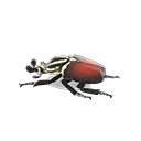 Grand Goliath Beetle Model
