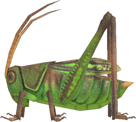  Grasshopper