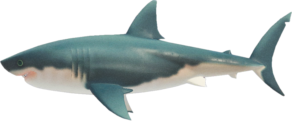 Animal Crossing Great White Shark Image