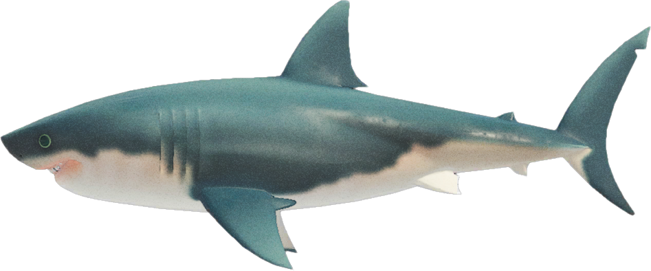 Great White Shark