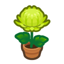Green-Mum Plant