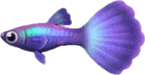 Animal Crossing Guppy Image