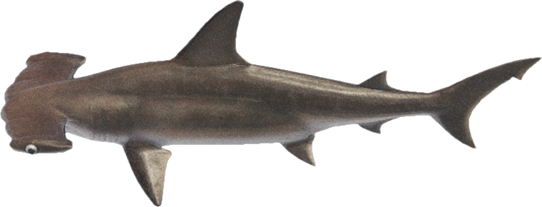 Animal Crossing Hammerhead Shark Image