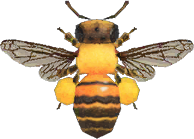 Animal Crossing Honeybee Image