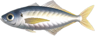 Animal Crossing Horse Mackerel Image