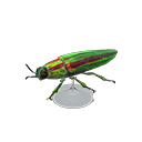 Jewel Beetle Model