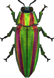 Jewel Beetle