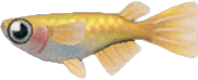 Killifish