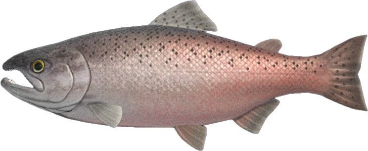 Animal Crossing King Salmon Image