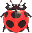 Animal Crossing Ladybug Image