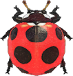 Ladybug