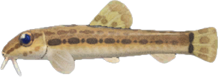 Animal Crossing Loach Image