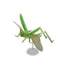 Long Locust Model