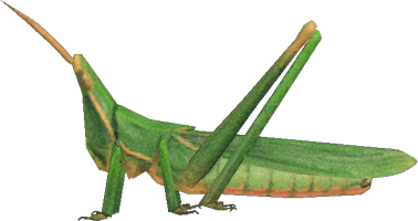 Animal Crossing Long Locust Image