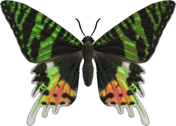 Madagascan Sunset Moth