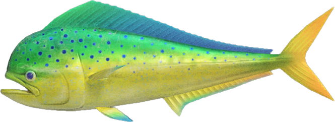 Animal Crossing Mahi-mahi Image