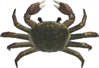 Animal Crossing Mitten Crab Image