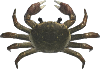 Mitten Crab