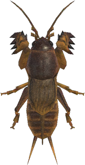 Animal Crossing Mole Cricket Image