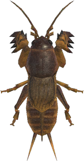 Mole Cricket