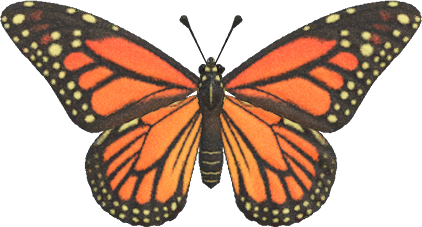 Animal Crossing Monarch Butterfly Image