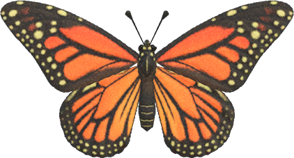 Monarch Butterfly