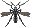 Mosquito