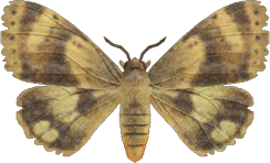 Animal Crossing Moth Image