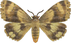 Moth