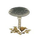Mush Parasol Strange mushroom