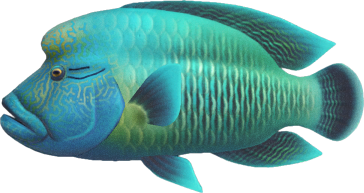Animal Crossing Napoleonfish Image