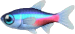 Animal Crossing Neon Tetra Image