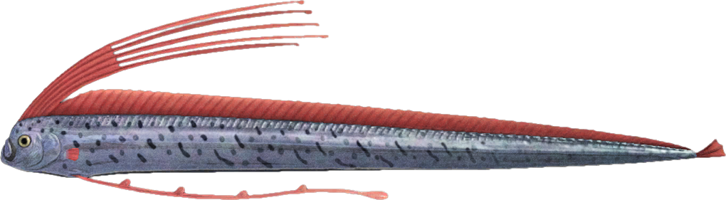 Animal Crossing Oarfish Image