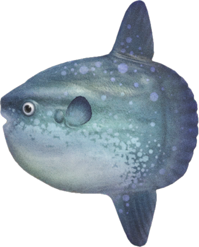 Animal Crossing Ocean Sunfish Image
