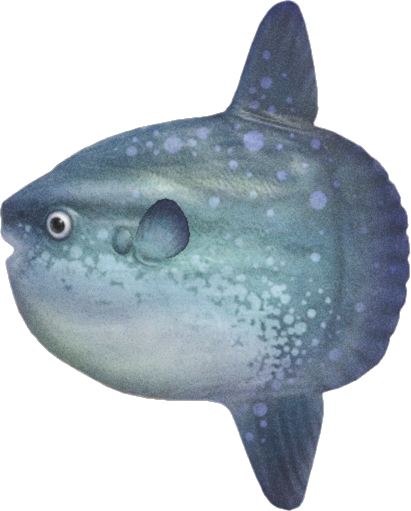 Ocean Sunfish