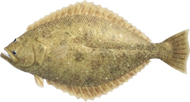 Animal Crossing Olive Flounder Image