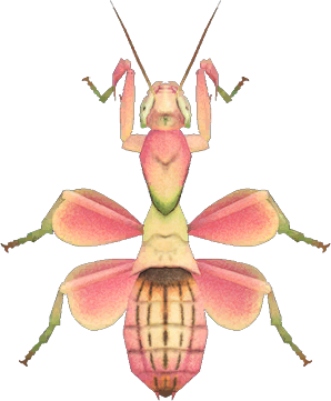 Animal Crossing Orchid Mantis Image
