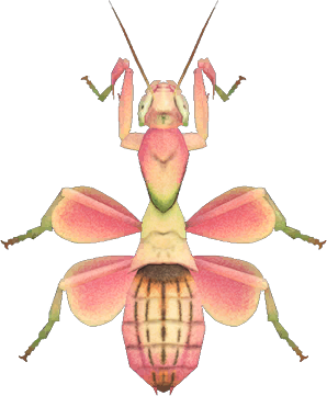 Orchid Mantis