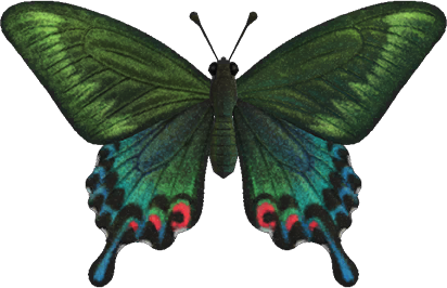 Animal Crossing Peacock Butterfly Image