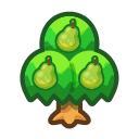 Pear Tree